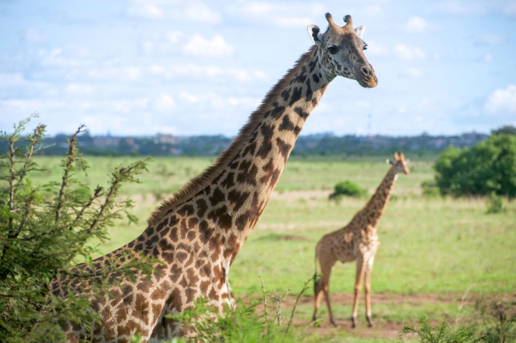 nairobi_national_park